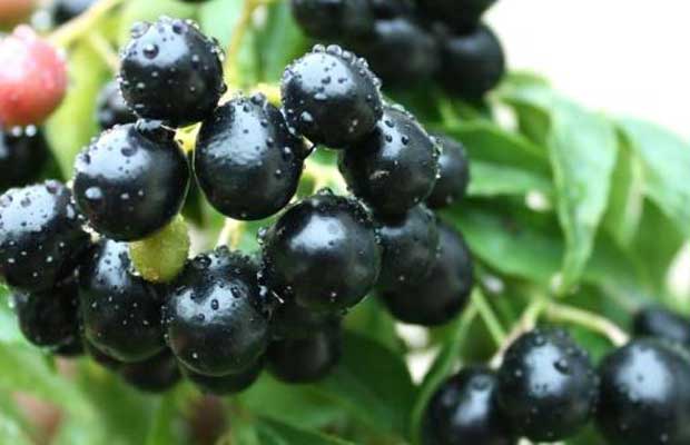 Scientists at IIT Roorkee Create More Efficient and Low Cost Solar Cells Using Jamun