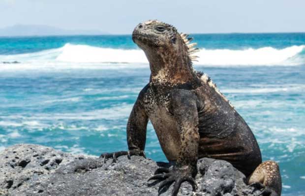 Total Eren & Gransolar To Build 14.8 MWp Microgrid Project In Galapagos Islands