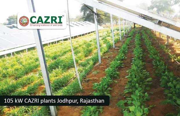 cazri plants jodhpur