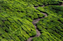 Assam Considers Setting Up Solar Plants in Tea Estates & Factories