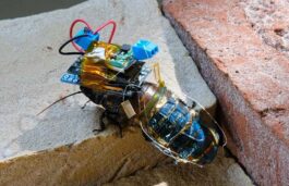Cyborg Cockroach – Solar Charged & Remote-Controlled by Japan’s RIKEN CPR