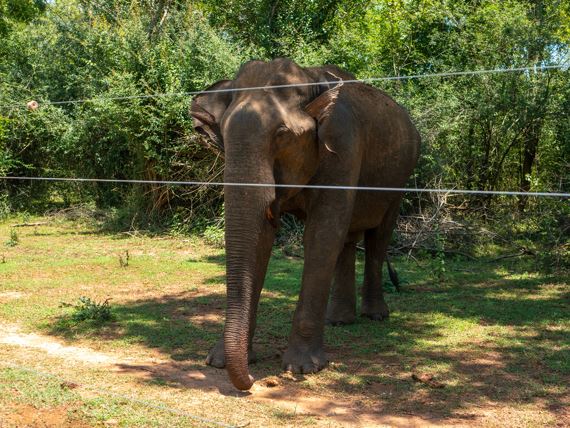 Solar Fences Support Human-Elephant Conflict Reduction at Indo Bhutan Border