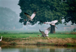 UP’s Bakhira Bird Sanctuary Could Soon Welcome 50 MW Solar Plant