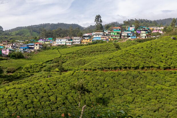 TPREL Makes A Solar Debut at Asia’s Largest Tea Estate