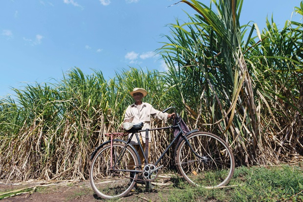 Researchers have found link of climate change on sugarcane production. Photo by-pexels