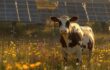 Ladakh To Start Livestock-Grazing Solar Project On Pilot Basis