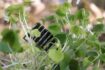 Researchers Develop Biodegradable Solar Cell for Agricultural Use